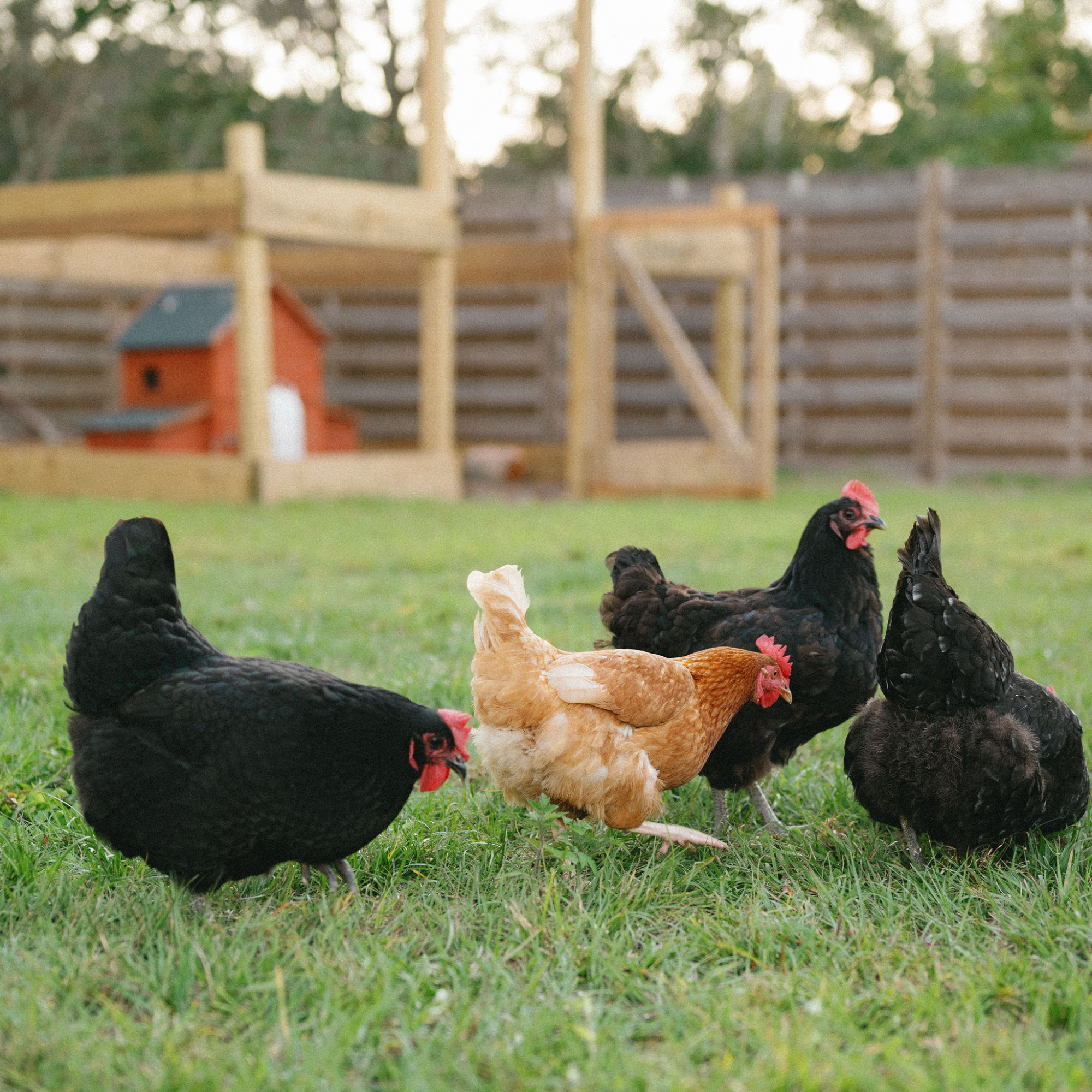 3 black chickens and 1 brown chicken scratching the ground in front of garden