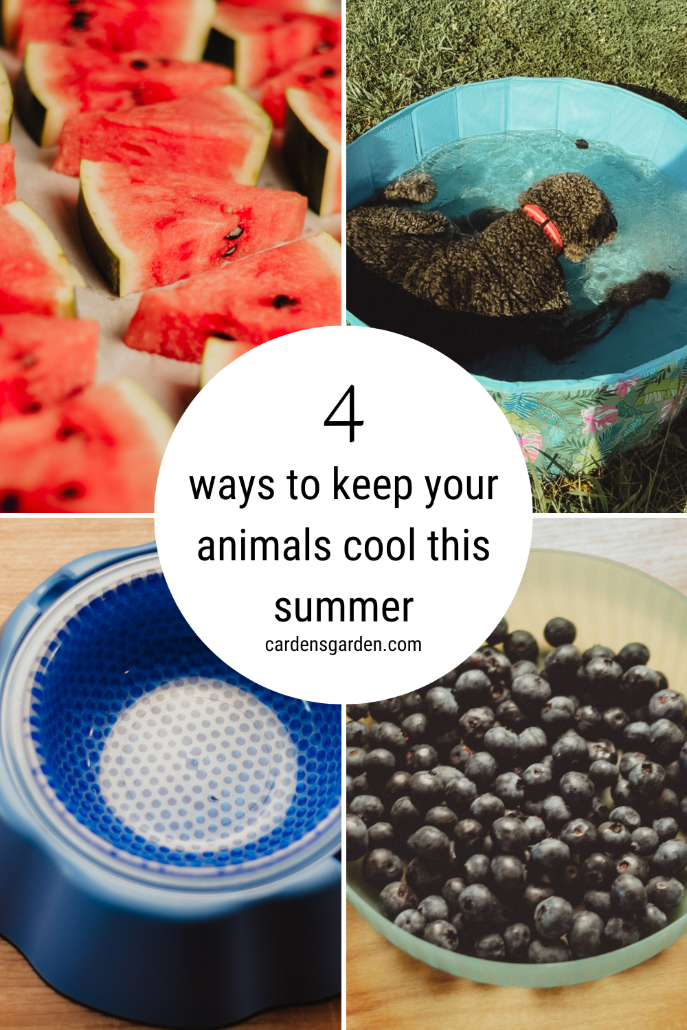 black goldendoodle sitting in doggy pool, watermelon, blueberries and a frozen water bowl.