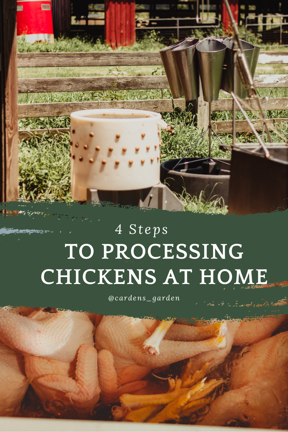 Chicken processing equipment and chickens ready to be packaged