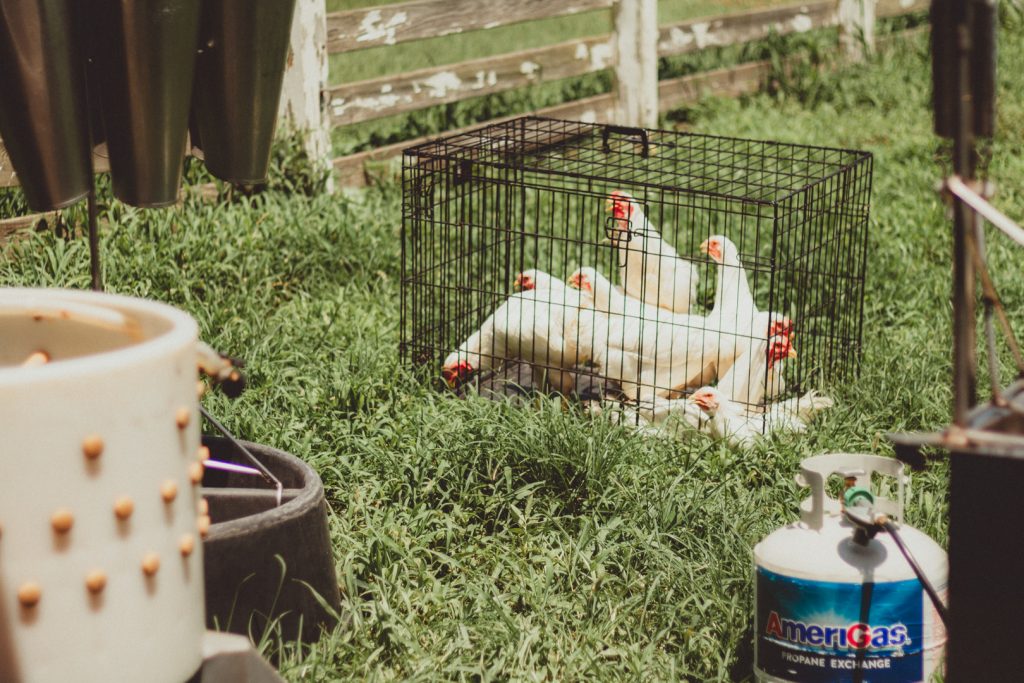 chickens in crate next to processing equipment